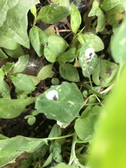 Chrysoesthia sexguttella