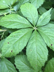 Phyllosticta quinquefoliae