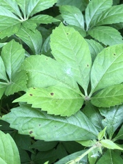 Phyllosticta quinquefoliae