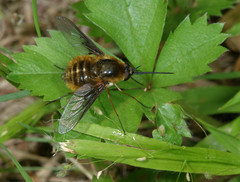Bombylius mexicanus