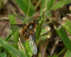 Bombylius mexicanus