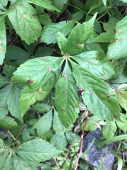 Phyllosticta quinquefoliae