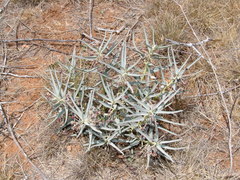 Asclepias brachystephana