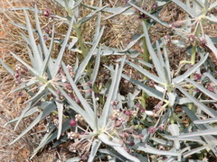 Asclepias brachystephana