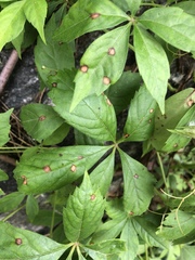 Phyllosticta quinquefoliae