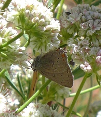 Satyrium californica