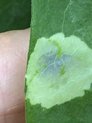 Calycomyza promissa
