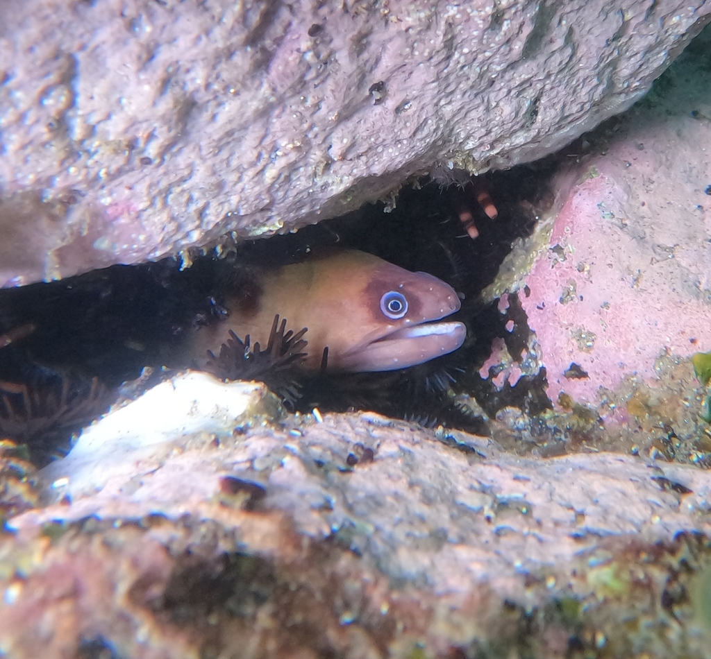 Masked Moray
