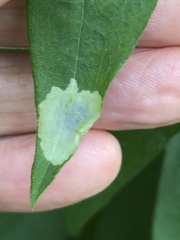 Calycomyza promissa