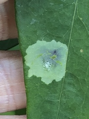Calycomyza promissa