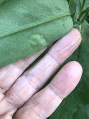 Calycomyza promissa