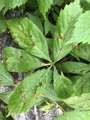 Phyllosticta quinquefoliae