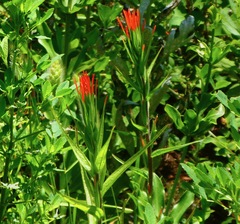 Castilleja minor