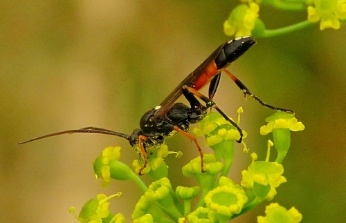 Ichneumon gracilicornis