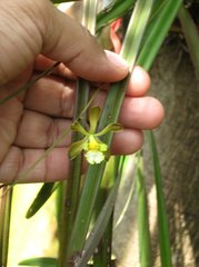 Encyclia papillosa