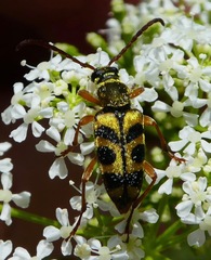 Strophiona tigrina