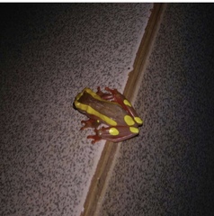 Dendropsophus leucophyllatus