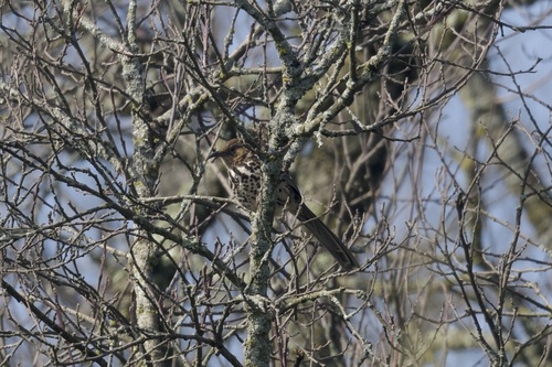 Ocellated Thrasher (Toxostoma ocellatum), photo 4