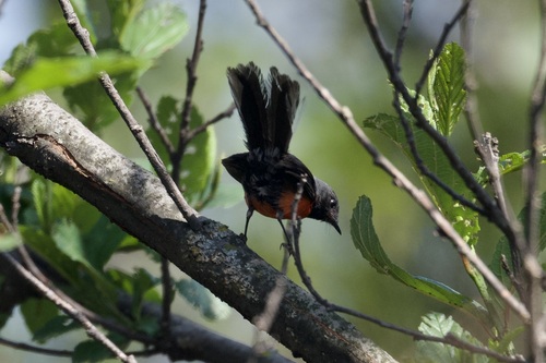 Slate-throated Whitestart (Myioborus miniatus), photo 7