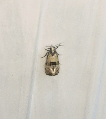 Cochylis pallidana