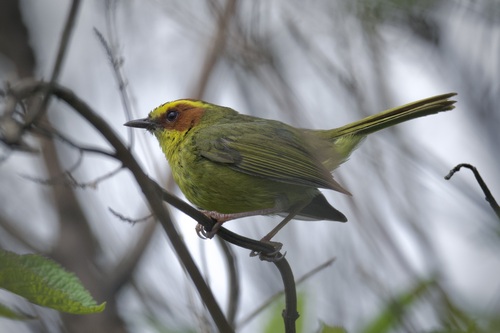 Golden-browed Warbler (Basileuterus belli), photo 5