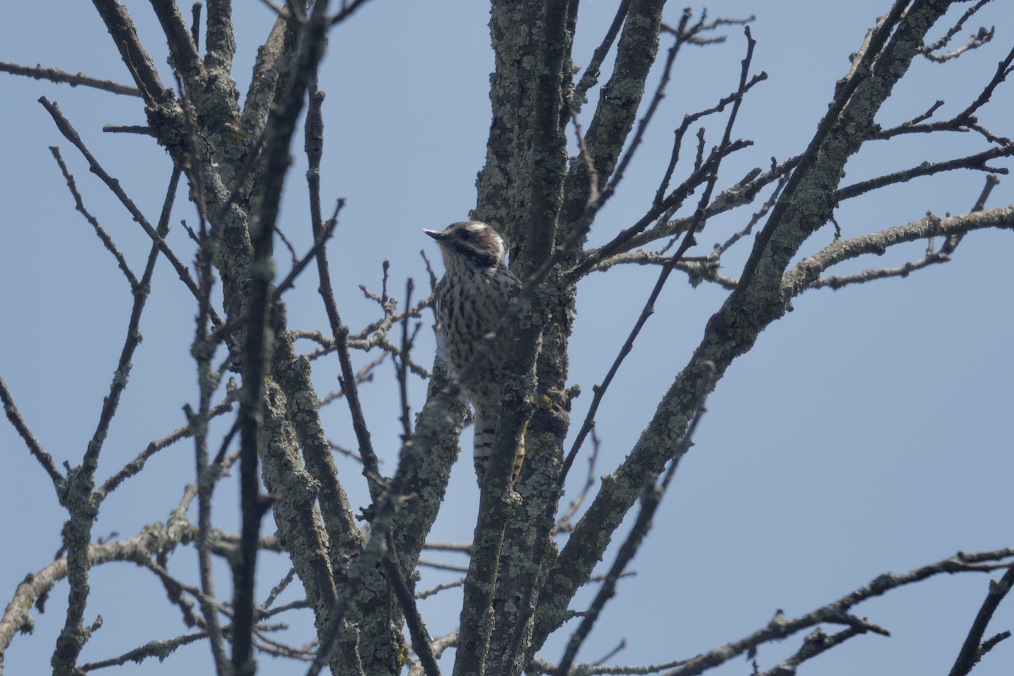 Strickland's Woodpecker (Leuconotopicus stricklandi), photo 3