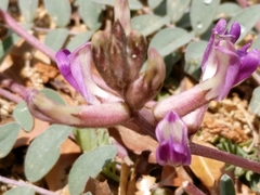 Astragalus tephrodes