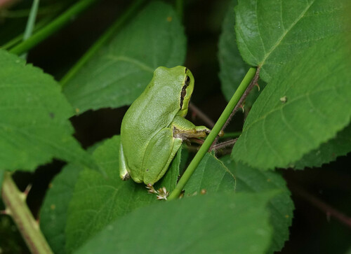 European Tree Frog, Noord-Brabant, NL, photo 9 of 10