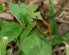 Bombylius mexicanus