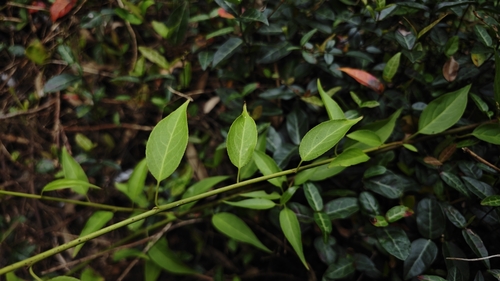 Monimopetalum chinense