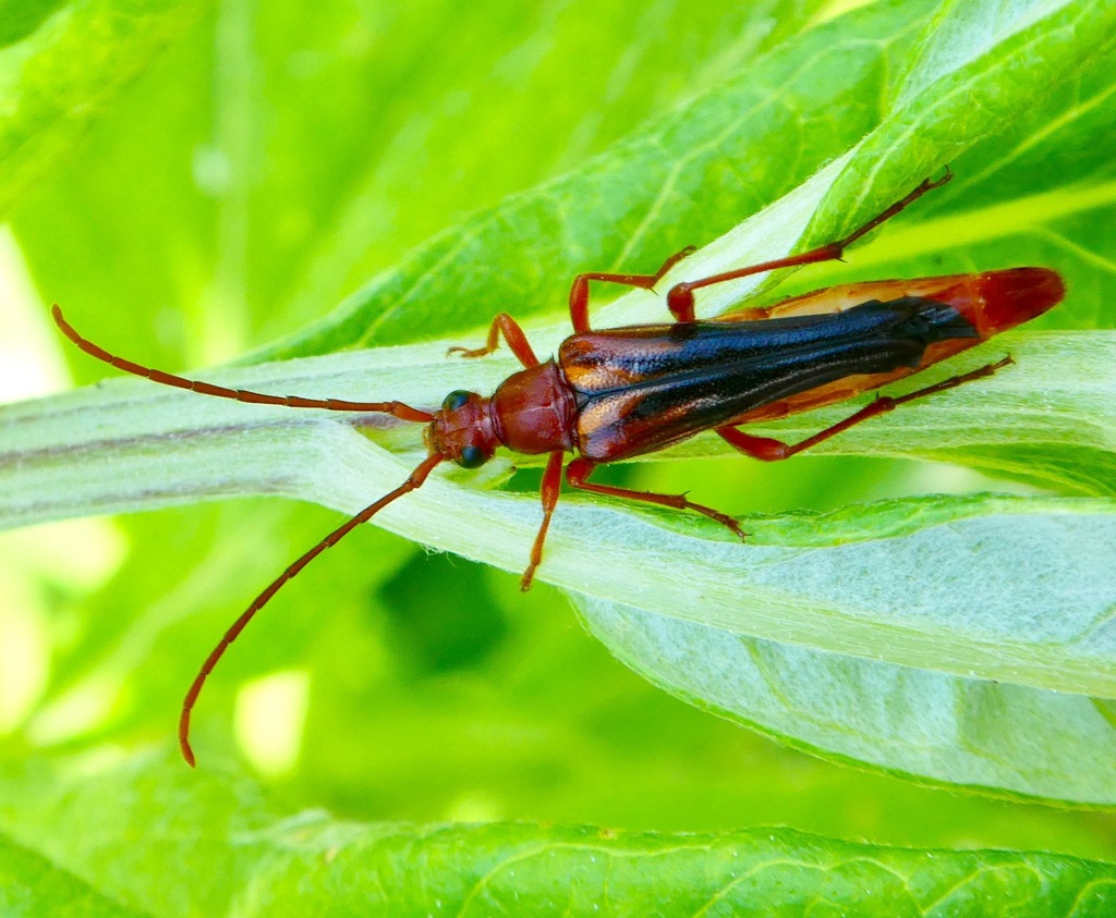 Neobellamira delicata