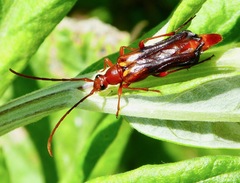 Neobellamira delicata
