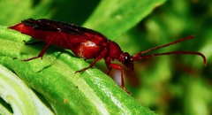 Neobellamira delicata