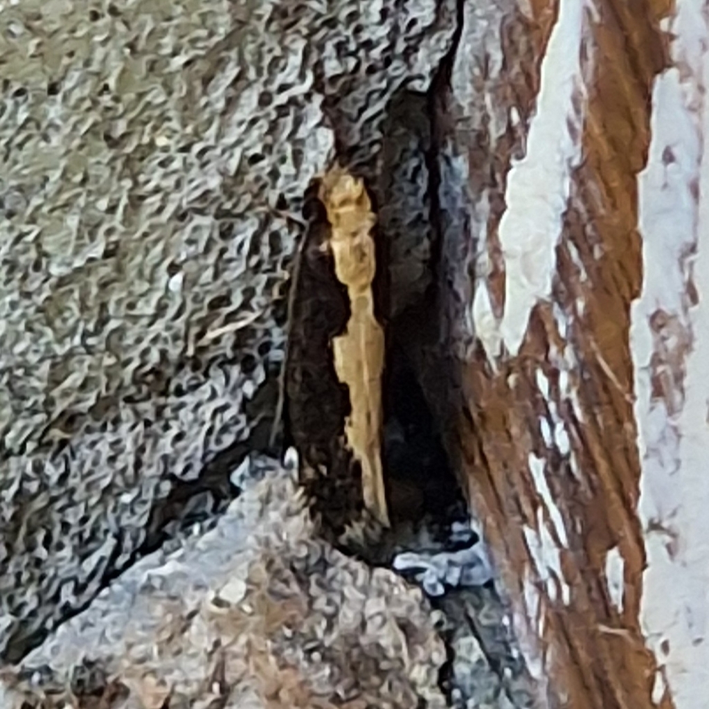 Reisserita relicinella