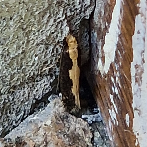Reisserita relicinella