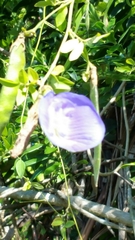 Clitoria