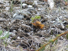 Boloria freija