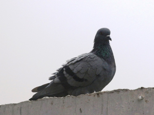 Rock Pigeon