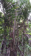 Ravenea sambiranensis