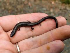 Calyptotis scutirostrum