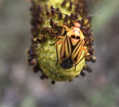 Calocoris barberi