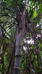 Dypsis hovomantsina
