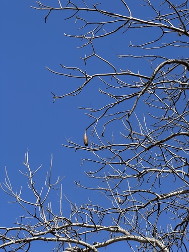 Image of Entandrophragma caudatum by (c) Hannah Rogers, some rights reserved (CC BY)