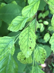 Cryptocline betularum