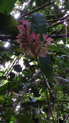 Hypoestes multispicata