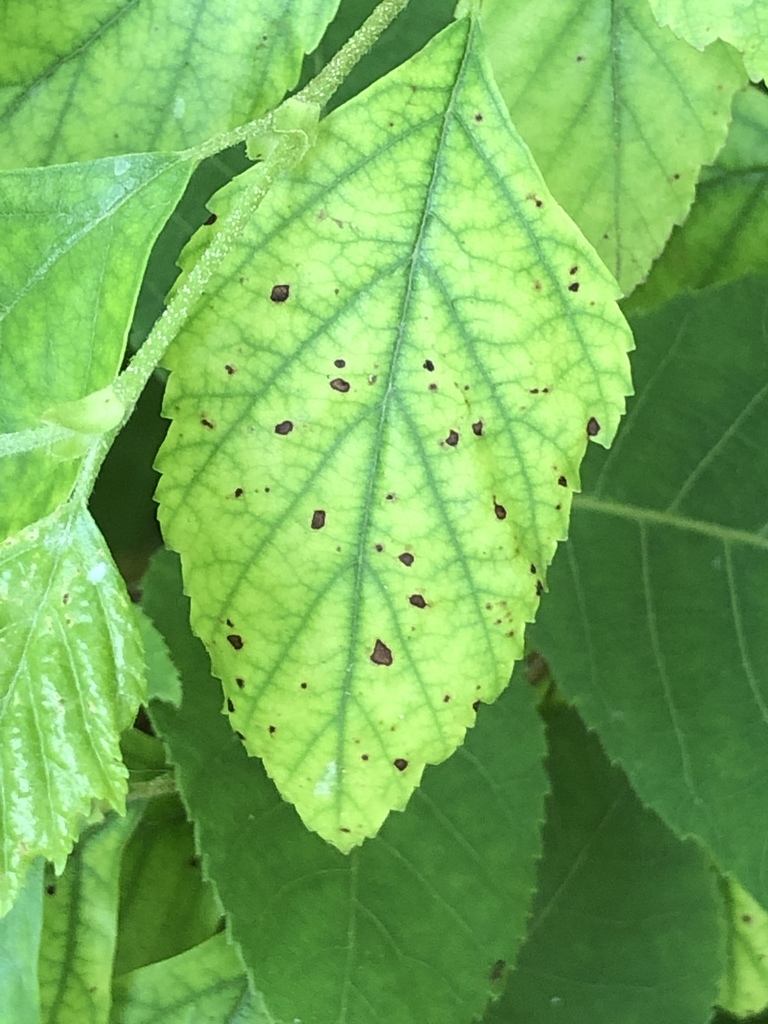 Birch Anthracnose