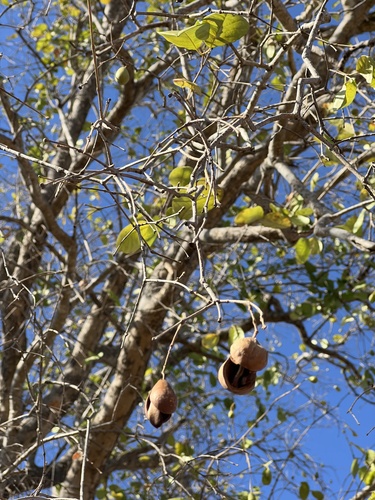 sand-jasmine (Schrebera trichoclada)