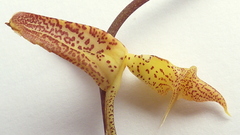 Gongora meneziana