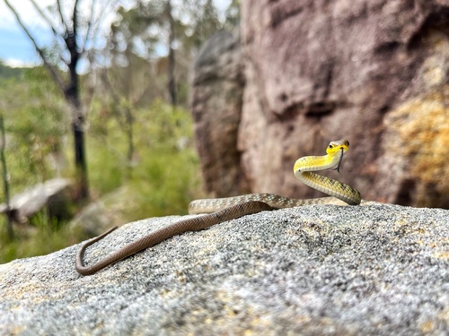 Common Tree Snake sighting