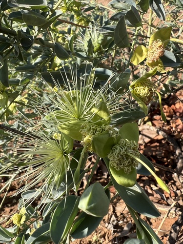 Bush-Cherry (Maerua edulis)